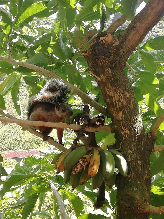 La Guayaba Monteverde Buitenkant foto
